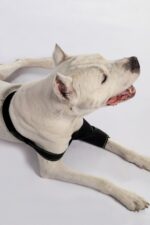 Köpek Dirsek Ateli - Görsel 6