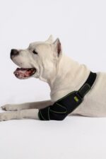 Köpek Dirsek Ateli - Görsel 5