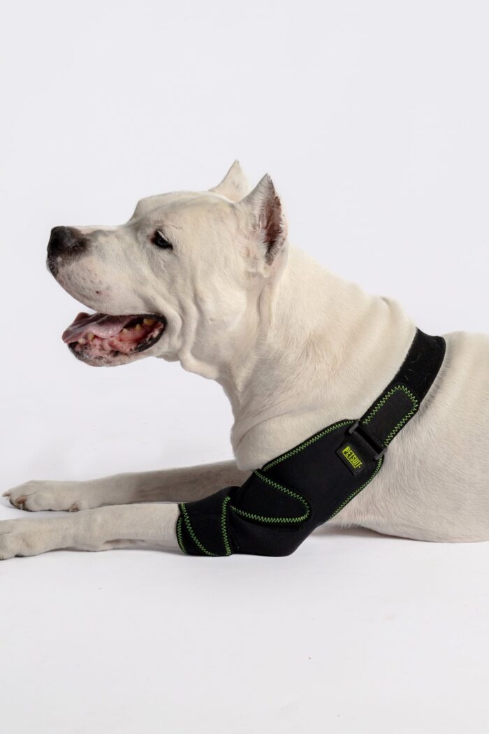 Köpek Dirsek Ateli - Görsel 5