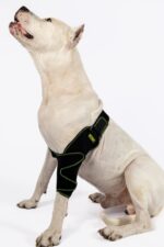 Köpek Dirsek Ateli - Görsel 4