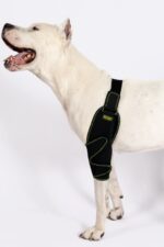 Köpek Dirsek Ateli - Görsel 3