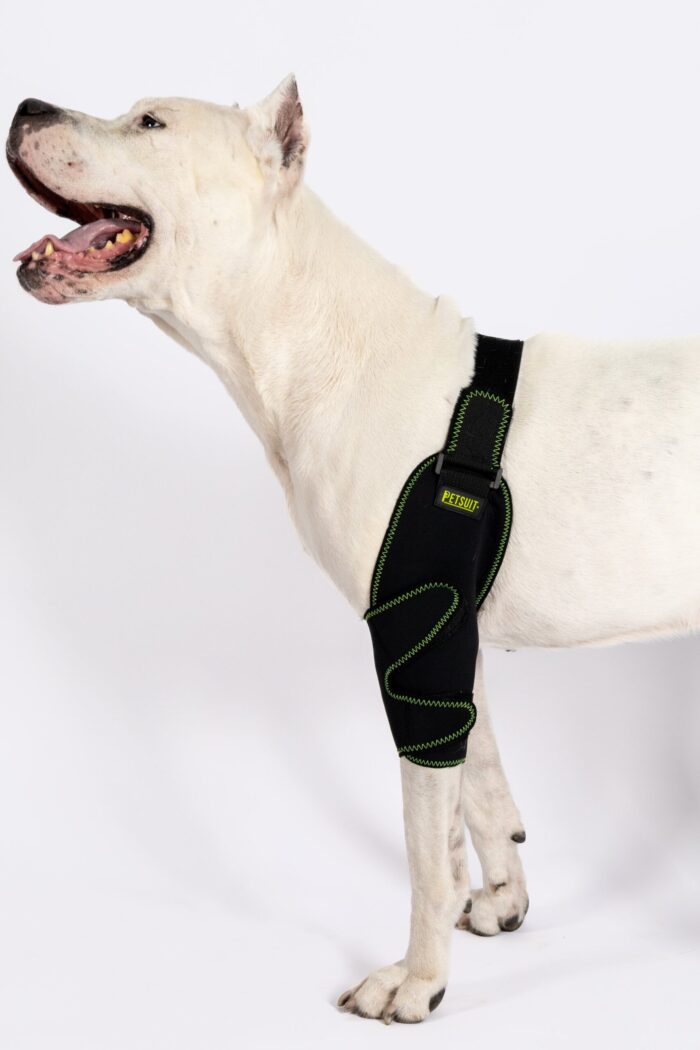 Köpek Dirsek Ateli - Görsel 3