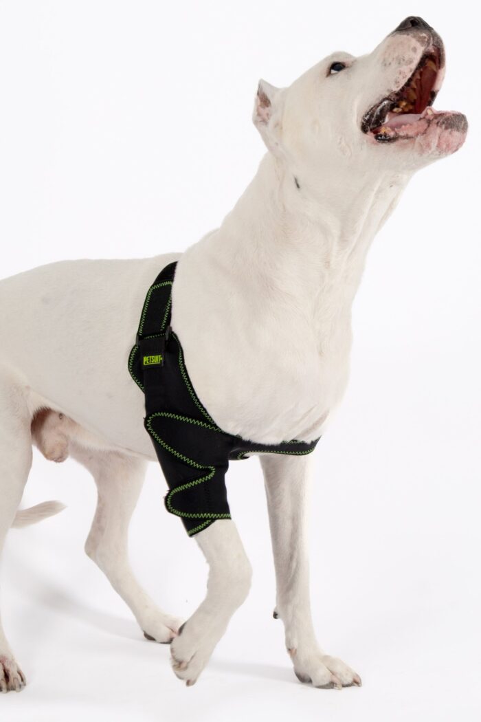 Köpek Dirsek Ateli - Görsel 2