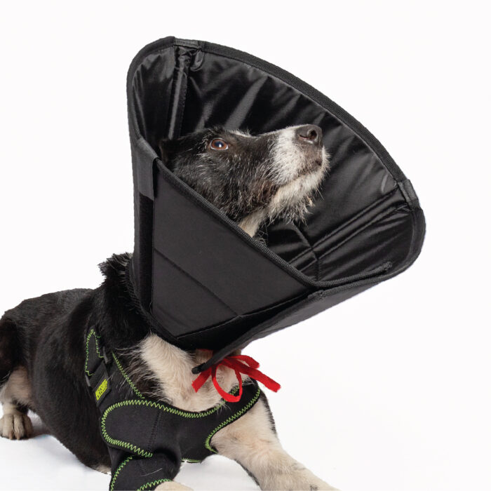 Köpek Elizabeth Yakalık - Görsel 5
