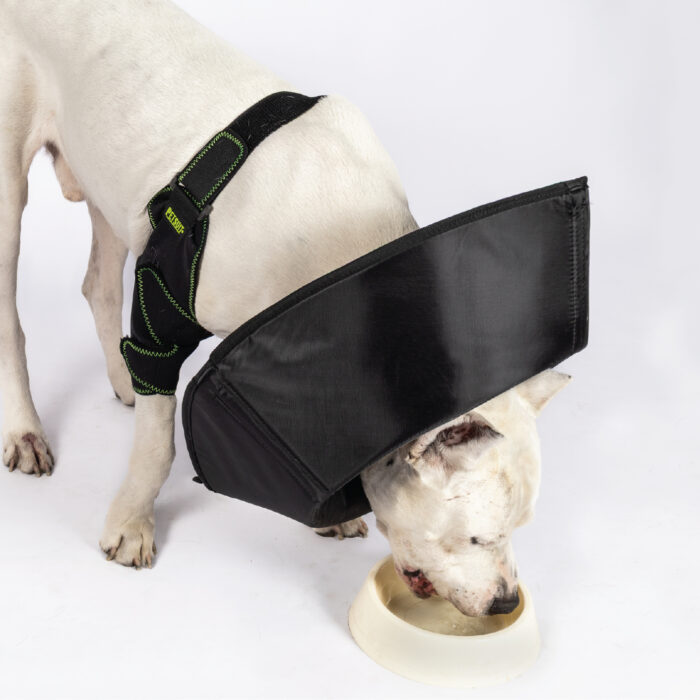 Köpek Elizabeth Yakalık - Görsel 6