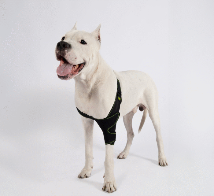 Köpek Dirsek Ateli - Görsel 1